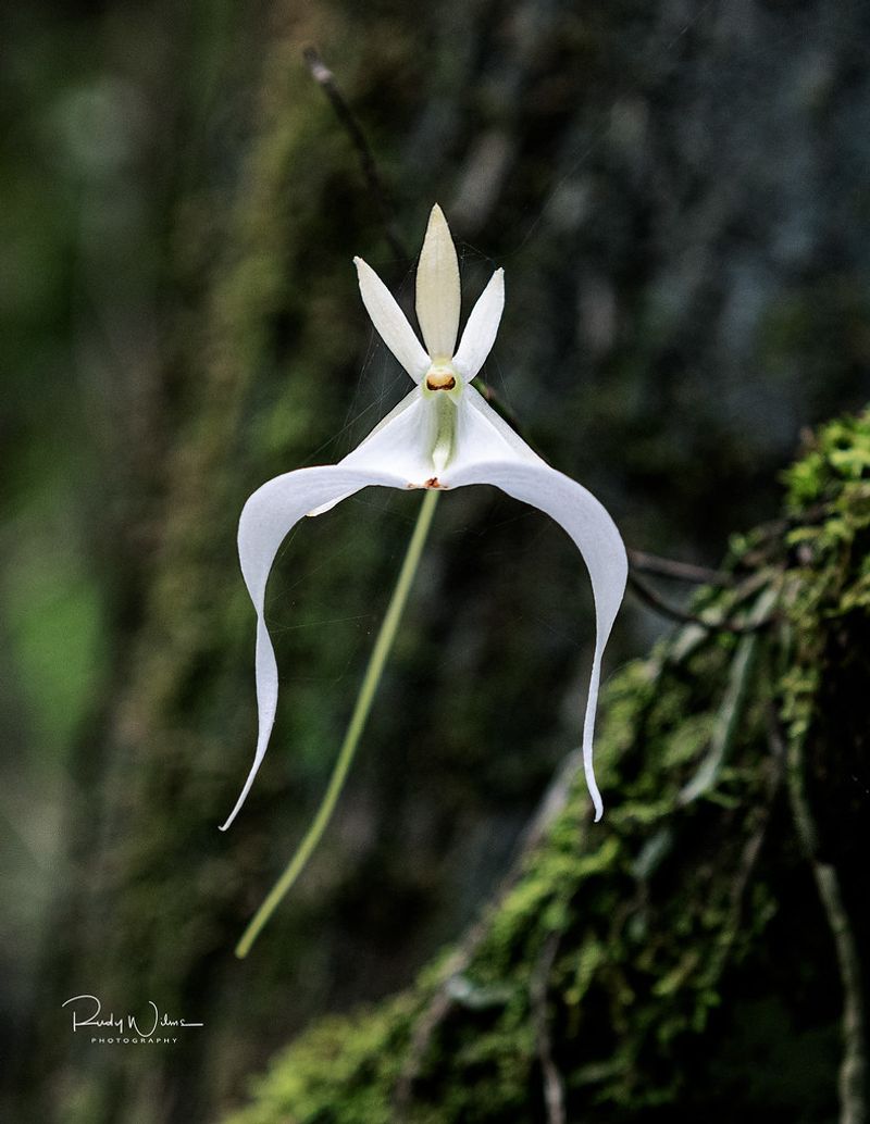One of the Largest Orchid Collections in the U.S.
