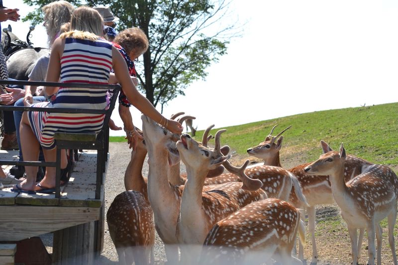 Hand-Feeding Animals Up Close