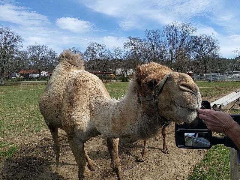 Feed Camels, Zebras, and More Up Close