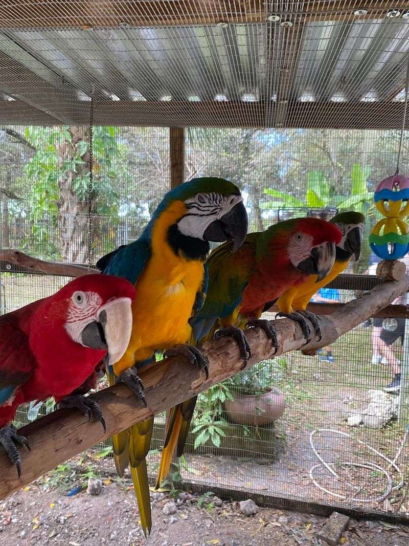 A Rare Opportunity to Interact With Ambassador Birds