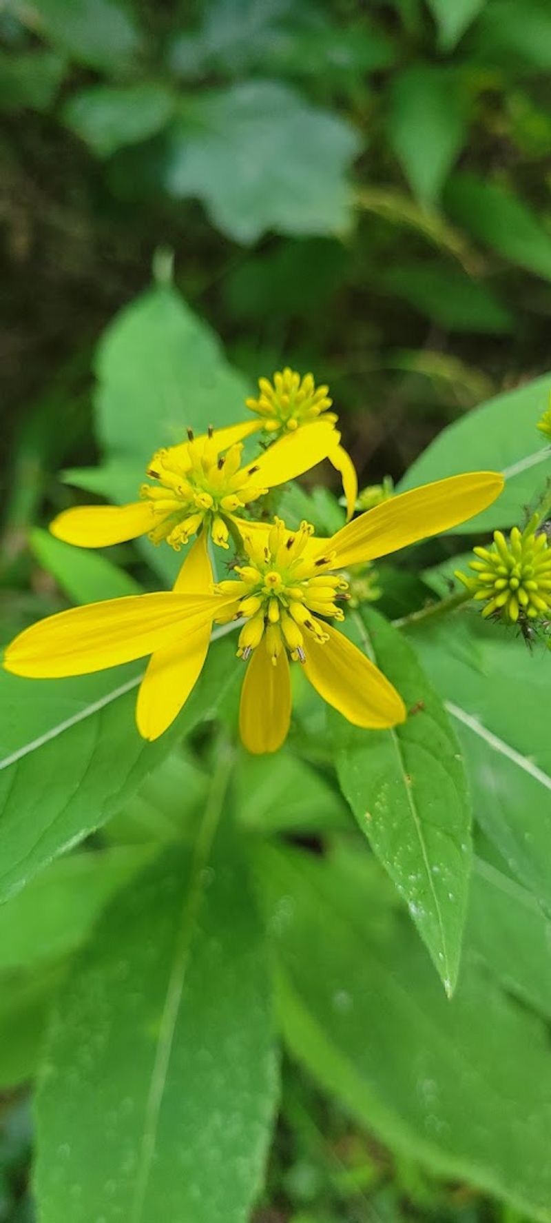 Biodiversity That Rivals Mountain Ecosystems