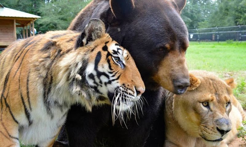 Lions, Tigers, and Black Bears Living Together