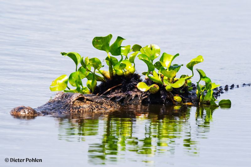 Diverse Ecosystems in One Place