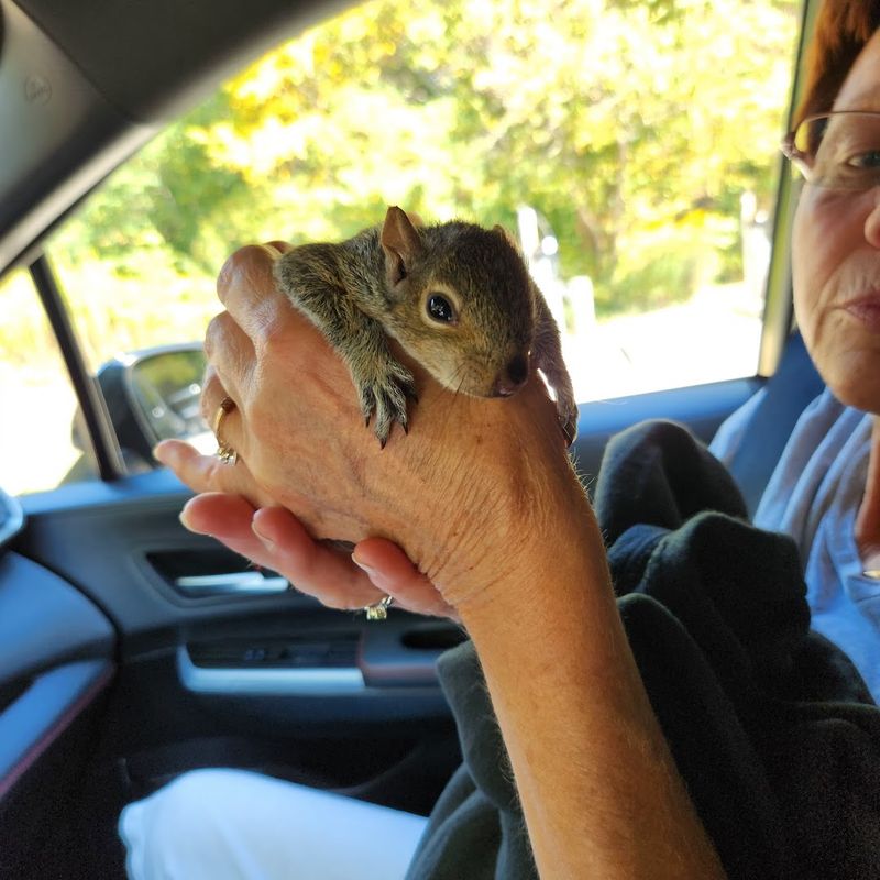 A Working Wildlife Rehabilitation Center