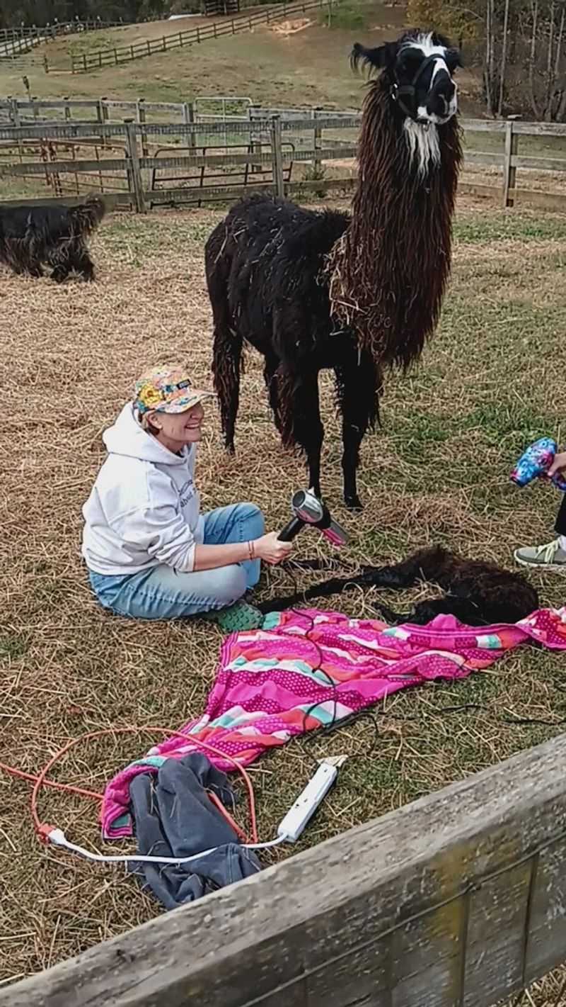 Llamas are part of the whole visitor experience