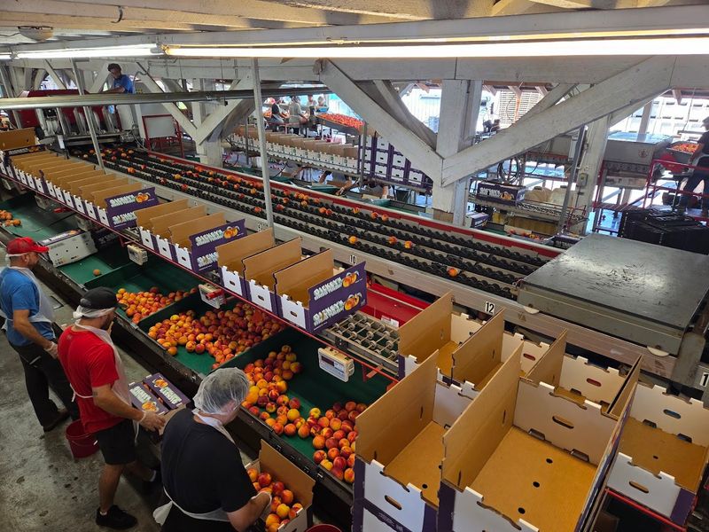 Planning Your Visit to Dickey Farms