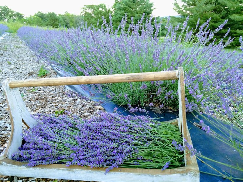 Quiet Hills Lavender Farm