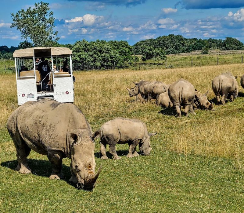 White Rhino Encounters Up Close