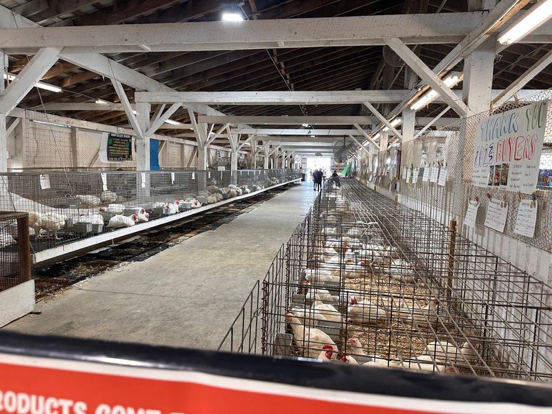 Why a Fairground Needed a Bigfoot