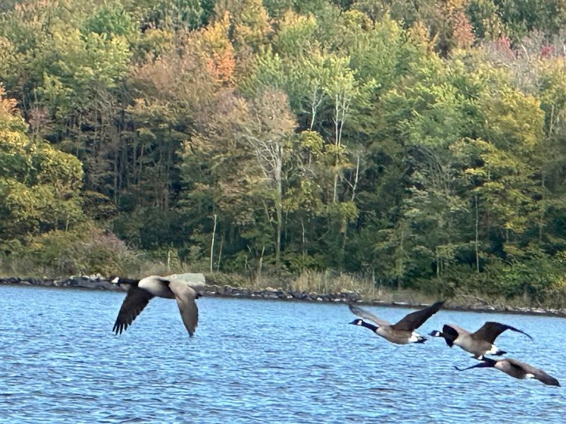 Wildlife You Might Actually See