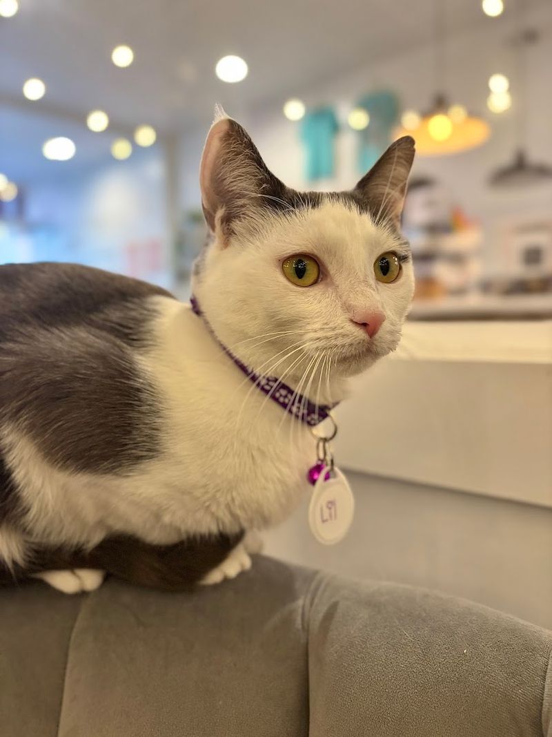 The Cats You Will Actually Meet on Your Visit