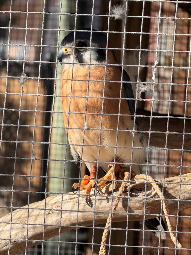 Permanent Residents Who Cannot Return to the Wild