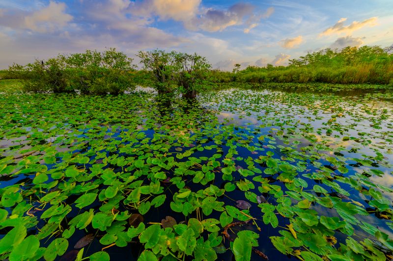 Everglades Anhinga Trail Wildlife Walk