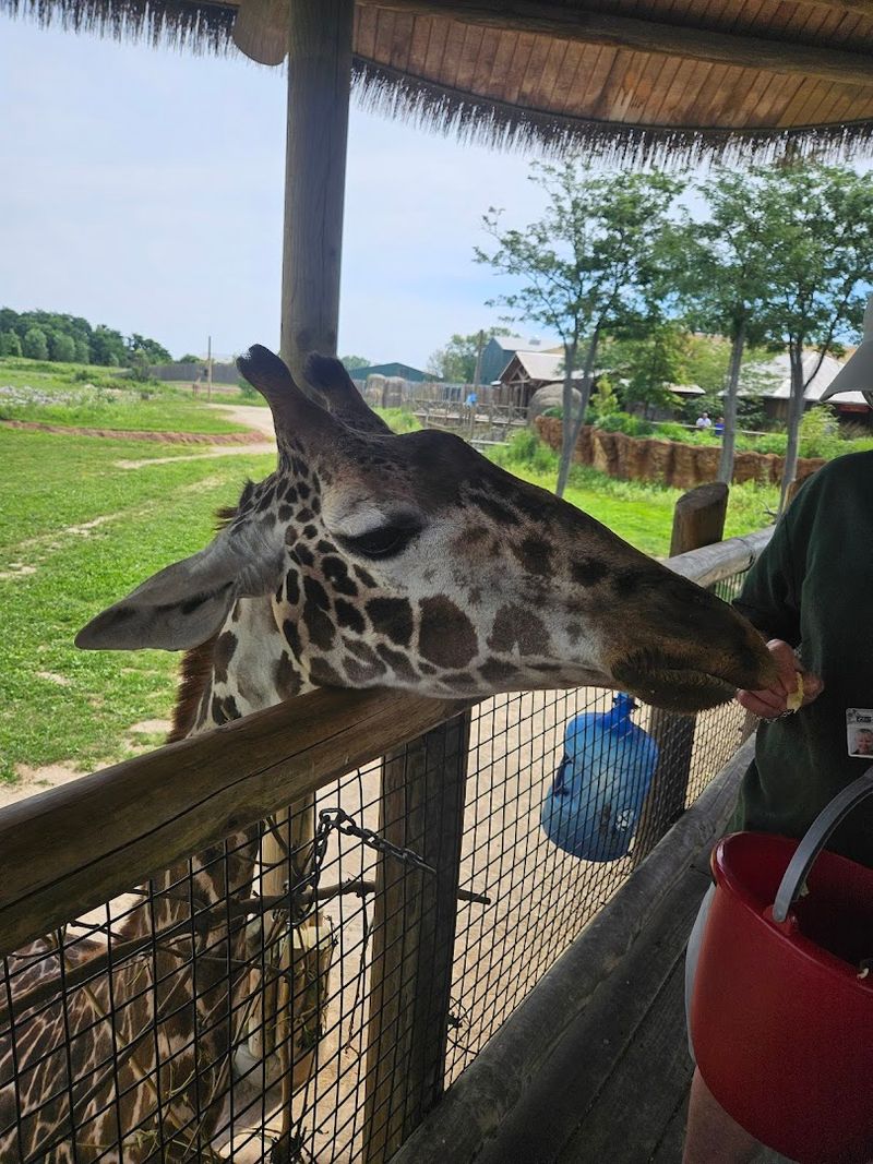 Hand-Feeding Giraffes: Up Close and Personal