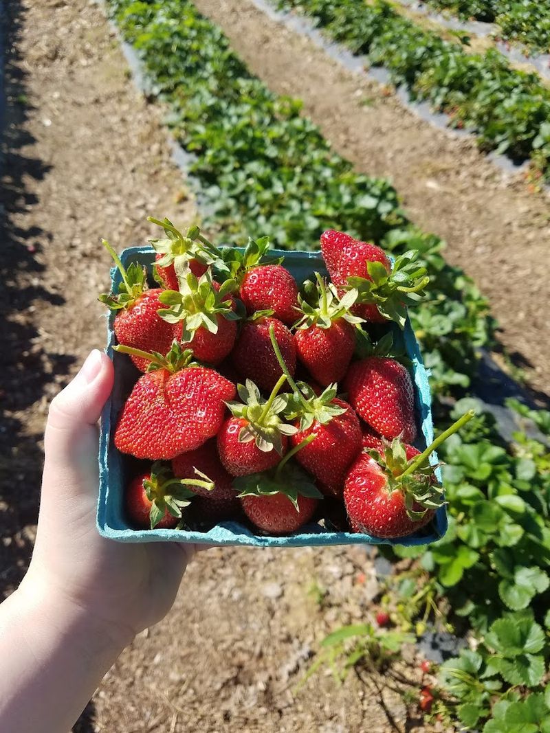 Wise Acres Organic Farm (Indian Trail)