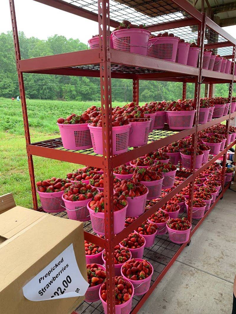 Jones Strawberry Farm (Pfafftown)