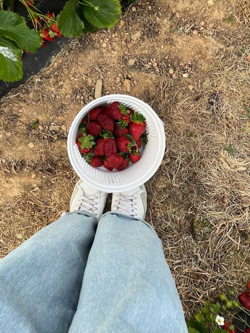 Alexander Family Farms (Monroe)