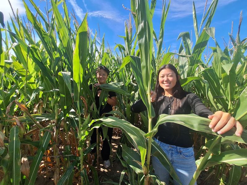 Challenging Corn Mazes