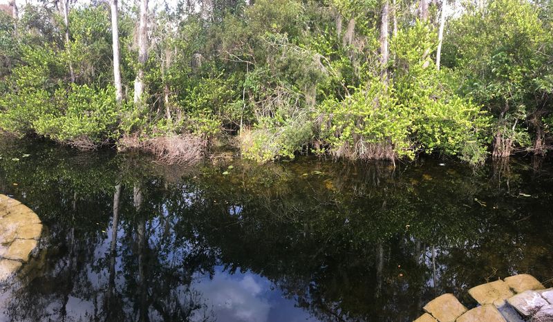 Cypress Swamp Trail
