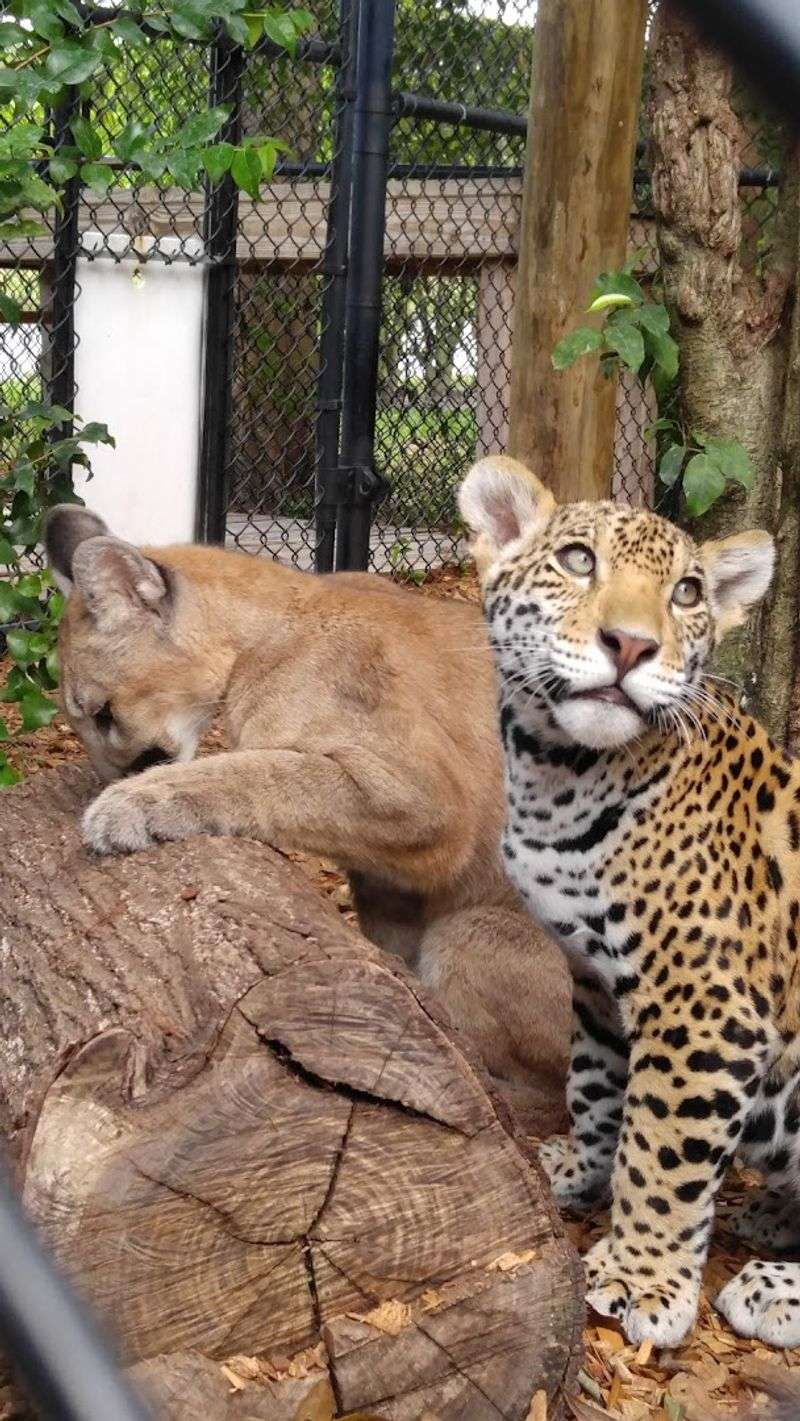 Leopards, Clouded and Spotted