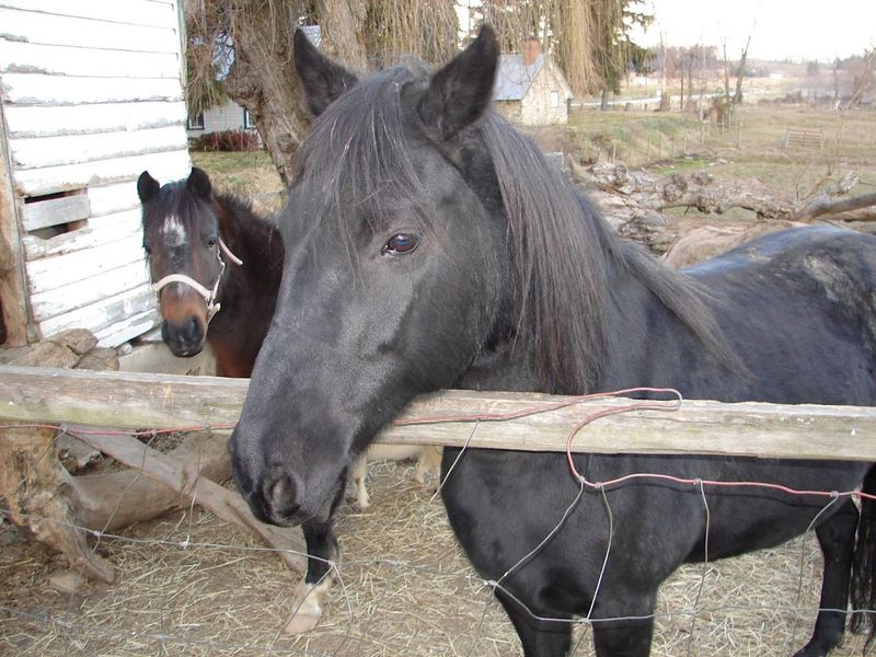 Farm Animals: Goats, Donkeys, and More