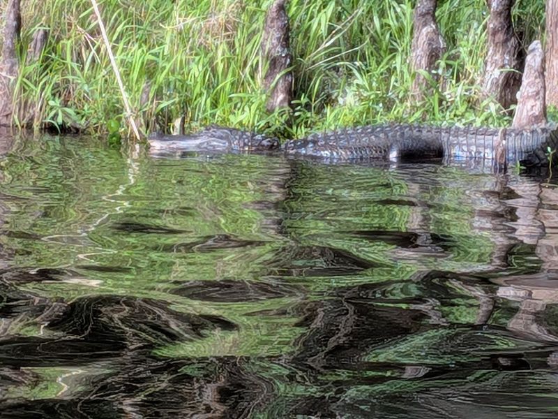 Blue Spring State Park