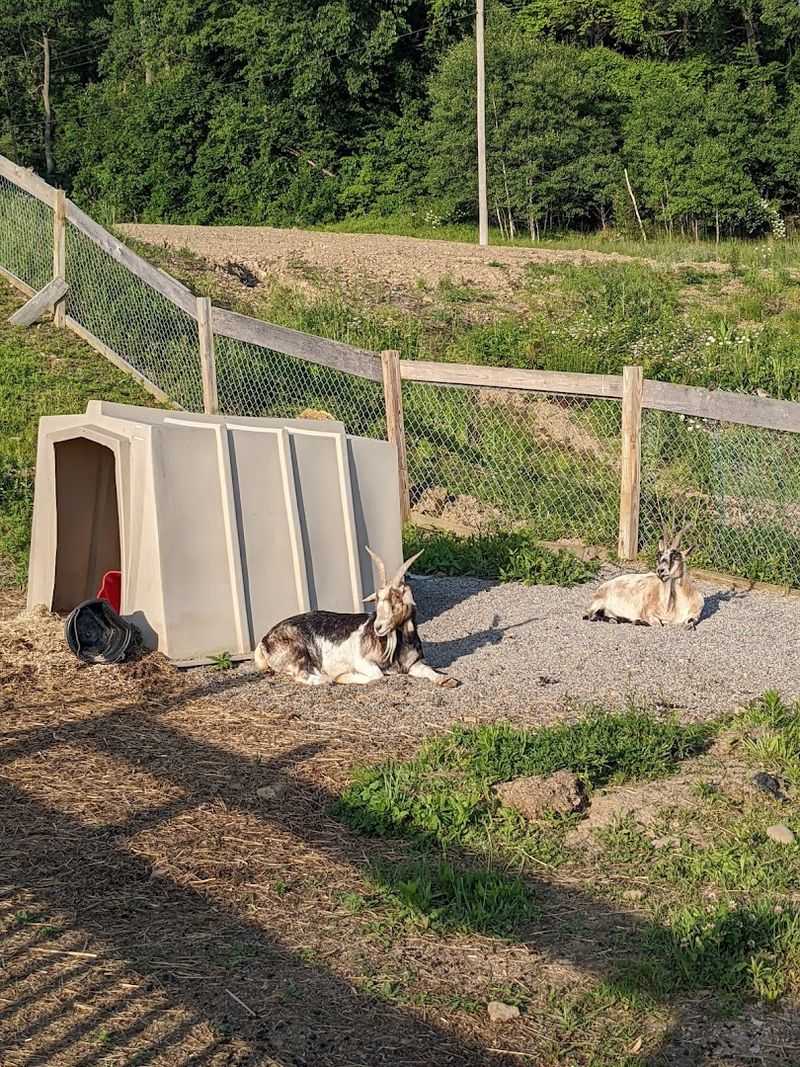 Model trains, goats, and quirky extras