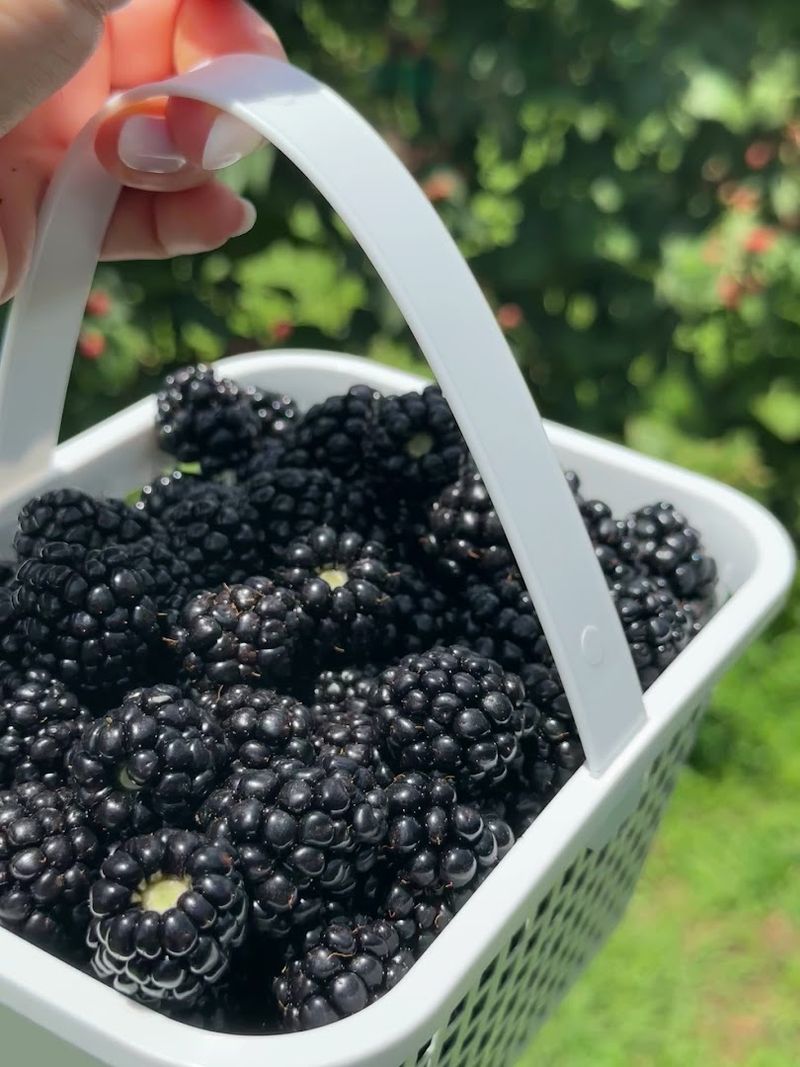 Porter Farms and Nursery (Willow Spring)