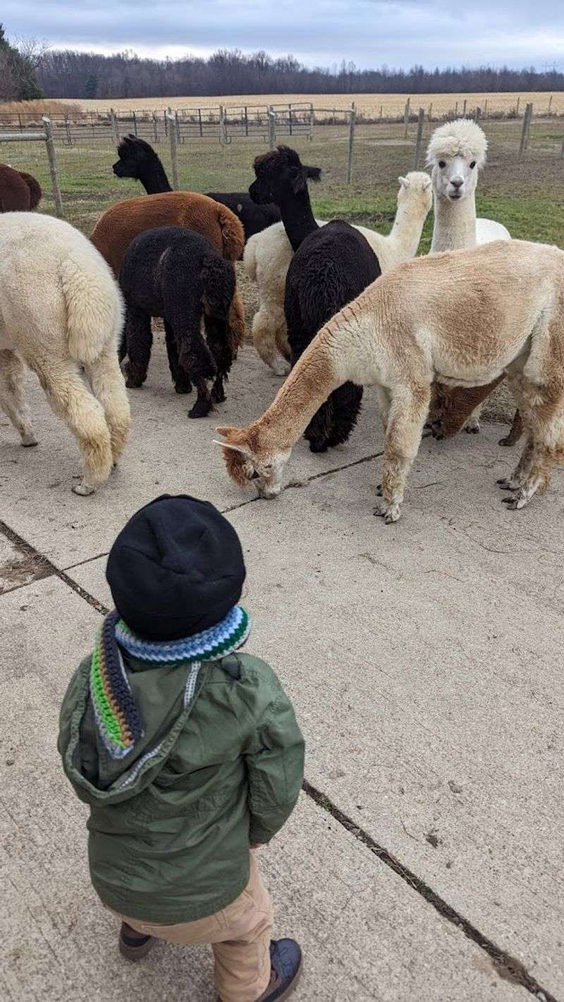Outlaw Farm Alpacas (Grafton, OH)