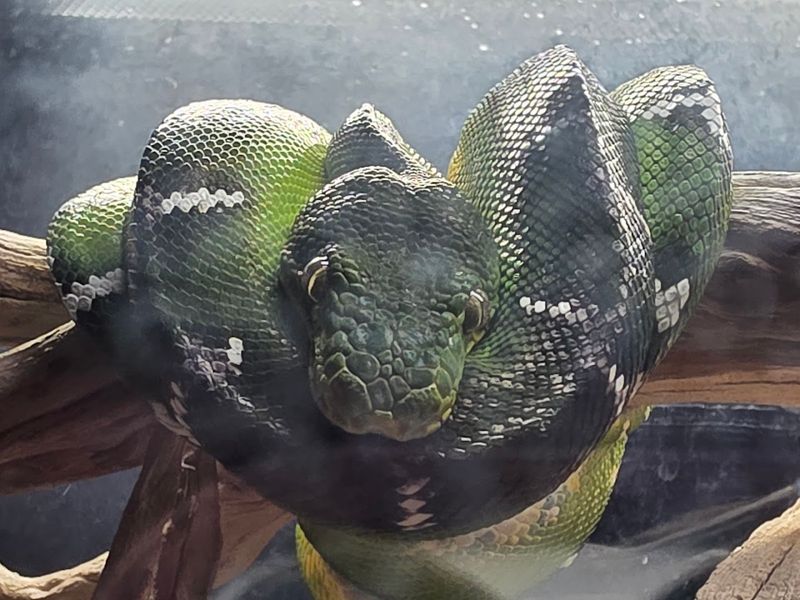 The Education Center and Reptile Exhibits