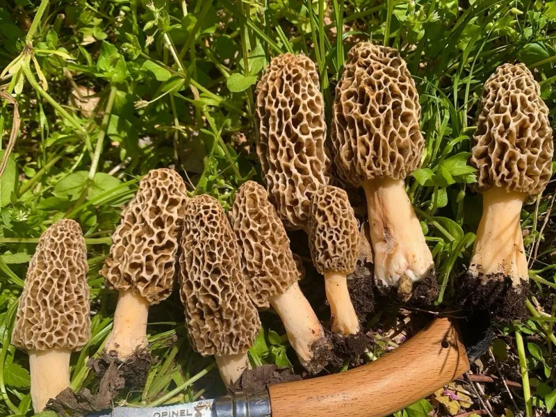 MorelFest Pennsylvania