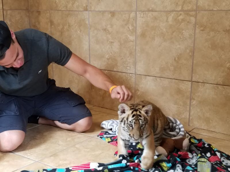 Baby Animal Nursery Visit