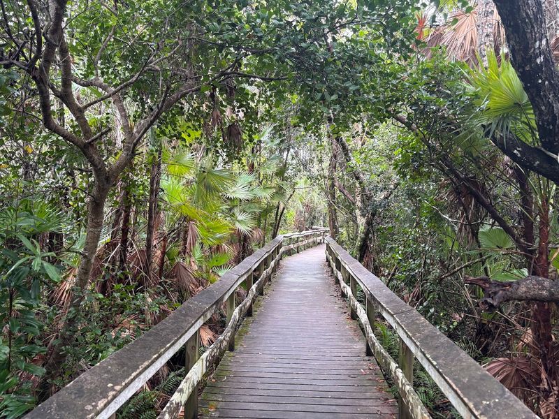 Mahogany Hammock Boardwalk