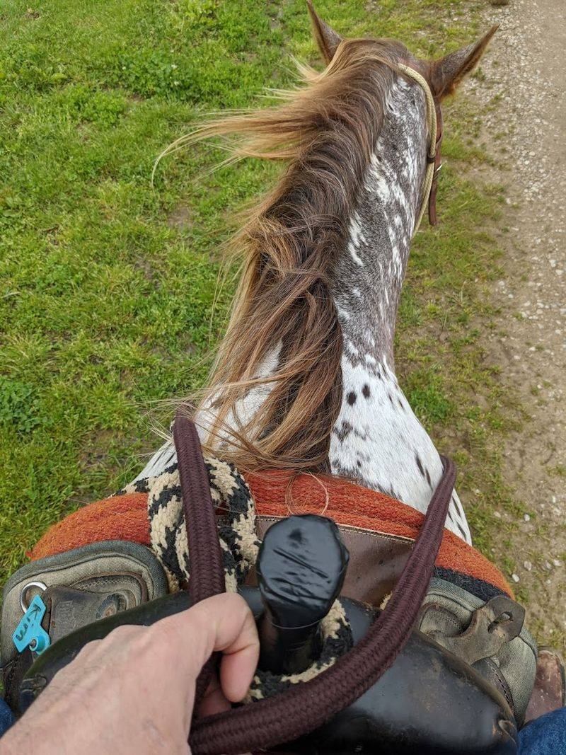 Gentle, Well-Cared-For Appaloosa Horses