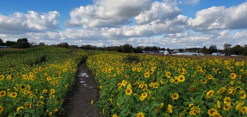 Burwinkel Farms (Ross, Ohio)