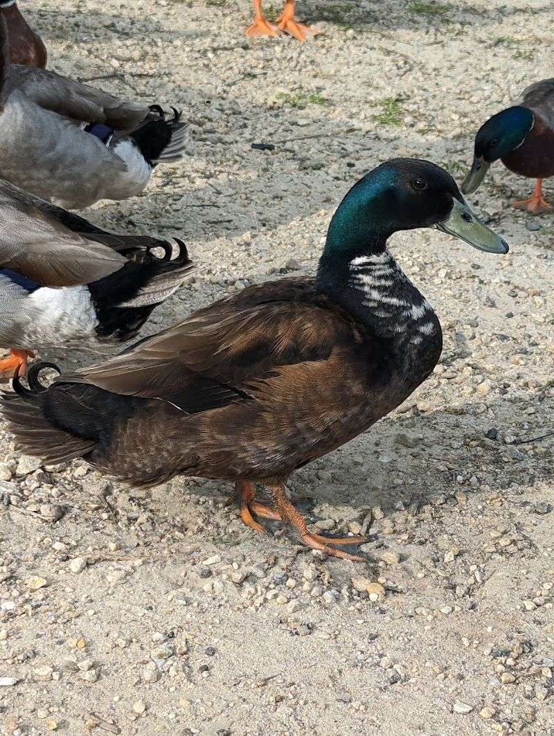 Wildlife You Might Actually See