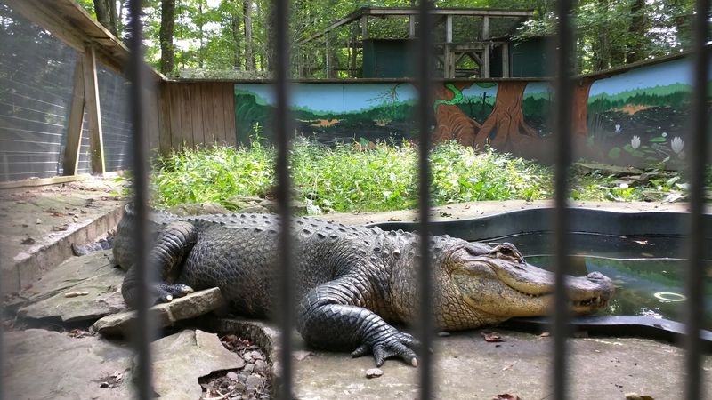 Claws 'N' Paws Wild Animal Park