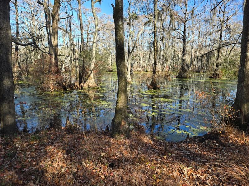 Merchants Millpond State Park