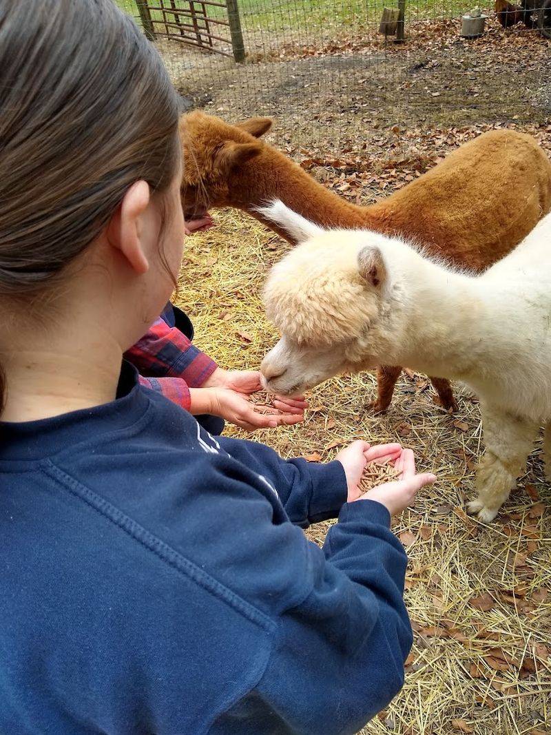 Meet the Alpacas Up Close