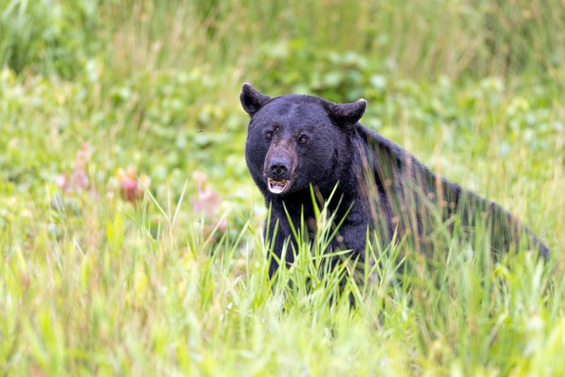 Alligator River National Wildlife Refuge (East Coast)