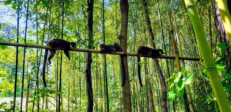 Why Duke Lemur Center Stands Apart from Any Zoo