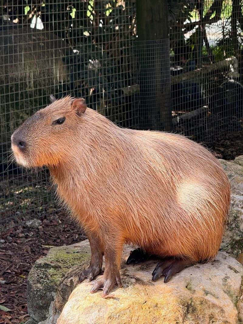 Capybara Encounter Add-On