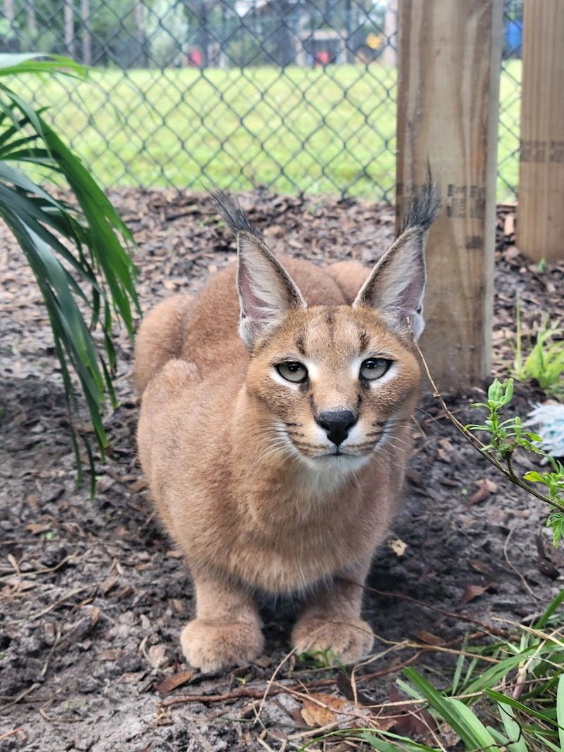 Animal Welfare and Enrichment