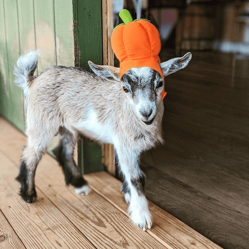 Spend Time With the Whole Animal Crew