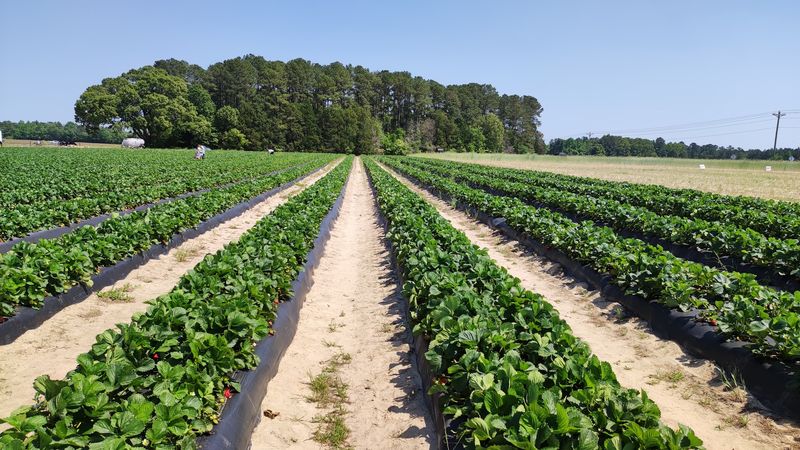 Gillis Hill Farm (Fayetteville)