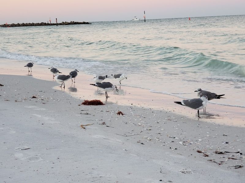 Pass-a-Grille Beach - St. Pete Beach
