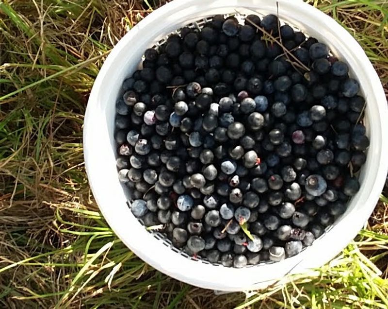 Indigo Farms (Calabash)