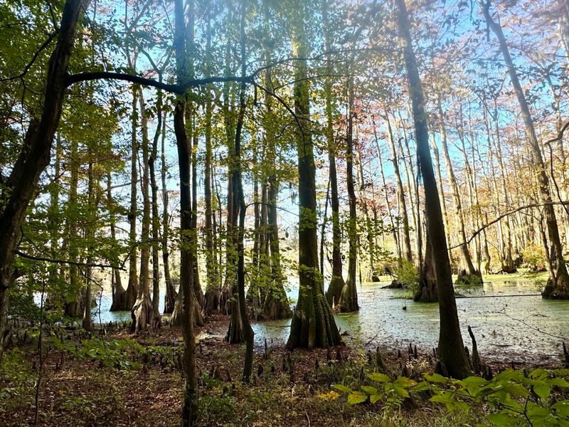 Merchants Millpond State Park