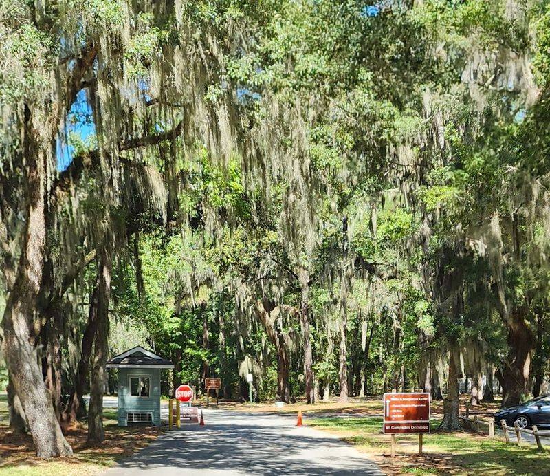 Ancient Live Oak Canopy