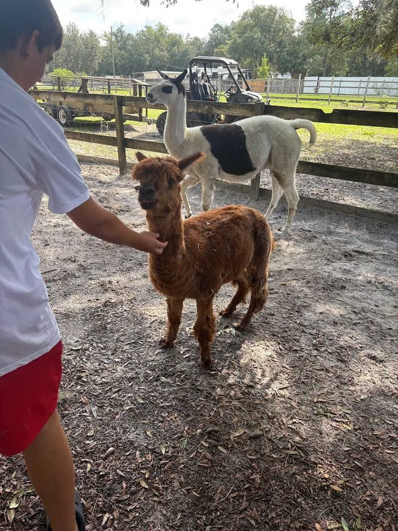 Friendly Alpacas Up Close